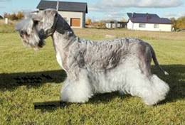 犬を家族に迎える前に